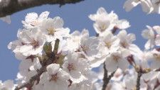 長野市の桜満開に　「開花宣言」から5日　去年より10日遅く　汗ばむ陽気半袖姿の花見客も　