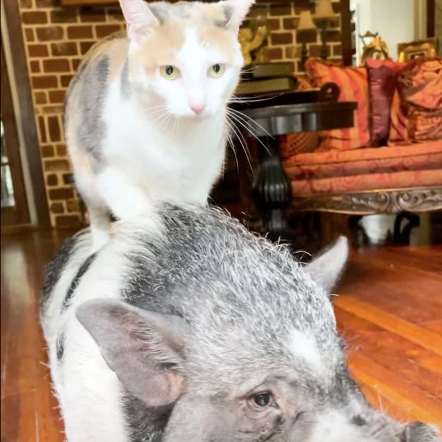 勇壮に豚の背中を乗りこなす猫、頭を擦りつけ相思相愛