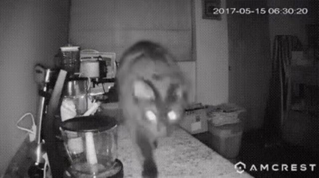 キッチンで朝の見廻り勤しむ猫、カメラに向かってアレを放水