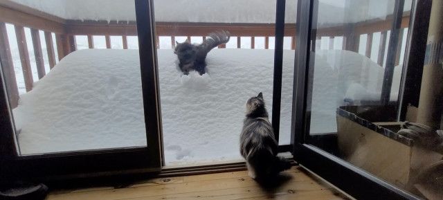 ベランダに積もった雪の壁を見た猫、飛び込むヤツと見守るヤツと