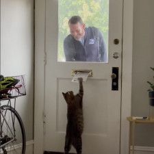ドア裏で郵便配達待ち受ける猫、受け取り証は肉球スタンプ
