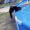縁に乗りプールの水を飲んでいた猫、心配の声が悲劇をもたらす