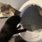 初めての自動トイレに驚く猫たち、ブツがゴロゴロ猫はオロオロ