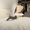 イケメンのベッドメークに興奮する猫、縦横無尽に八面六臂