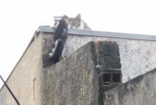 手を出さず子猫の力信じる母猫、壁よじ登る顔を見つめて