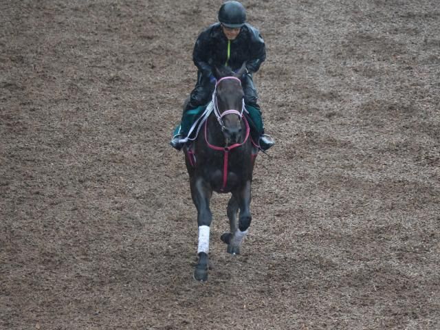 近親にサリオスやサラキア 良血馬らしい動き見せたサロニコス/関西馬