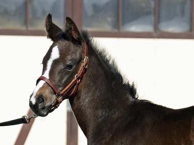 オジュウチョウサンの初年度産駒が誕生 「馬格に恵まれた馬で、力強さを感じる」