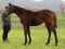 浦河で当歳馬品評会が開催 馬体・手入れ・展示の3項目で採点…最優秀賞は「マルモレイナの2023」