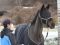 東京競馬場で乗馬として活躍ネコパンチ “牧場猫”で話題ノーザンレイクに功労馬として入厩