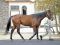 新種牡馬ダノンザキッドや1歳馬ではシャマル半弟が登場 ビッグレッドファームで展示会
