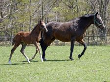 27歳アルーリングアクトがステルヴィオの牡馬を出産 過去10年では最高齢出産