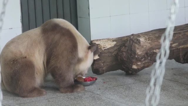 スイカで暑さしのぐ茶色のパンダ「七仔」　中国陝西省西安市