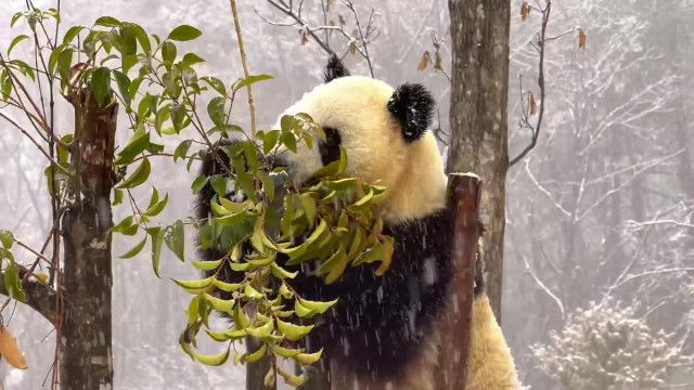 雪の中でパンダが大はしゃぎ　中国陝西省仏坪県