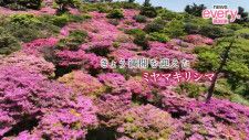 雲仙仁田峠　“晩春の風物詩”「満開のミヤマキリシマ」山肌を桃色に染め、観光客出迎える《長崎》