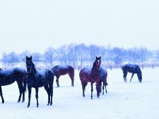 メジロ牧場「女たちがつなぐDNA」…ボサツ、ラモーヌ、ドーベルら競馬史に残る血脈とオーナー北野ミヤの強運を辿って《2011年閉業》 photograph by Seiji Sakaguchi