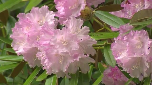 新緑に映える約１５０株のシャクナゲ　色鮮やかな花が山寺の境内を彩る【岡山・真庭市】