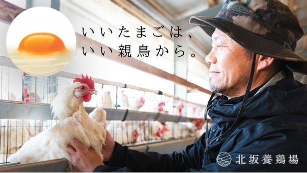 「いいたまごは、いい親鳥から」国内に約4％しかいない純国産鶏を飼育、淡路島・北坂養鶏場のこだわりに迫る(OneNews) - goo ニュース