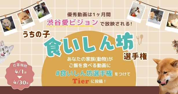 あなたの家族(動物)が渋谷の巨大ビジョンデビューのチャンス!?「うちの子食いしん坊選手権」開催！