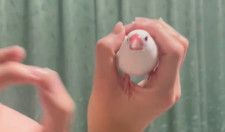 白文鳥が飼い主さんが指で作る輪の中を次々にくぐっていく「無限かわいい」動画（＠shirobuncho35）