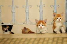 【猫がいっぱい！】「猫の日」に観たい、猫愛あふれるドキュメンタリー＆映画3選