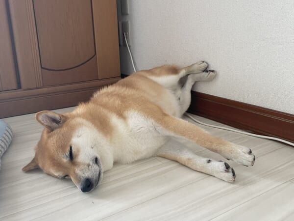 柴犬の寝相に多くの人がメロメロ　その名も「足可愛い寝」