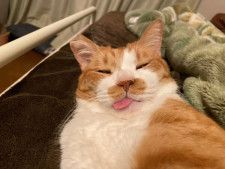 寝落ち寸前なのに舌をしまい忘れた猫さん　油断しきっている表情にほっこり
