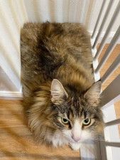壁とフェンスの隙間でくつろぐ猫があまりに四角い　まさにリアル「香箱」
