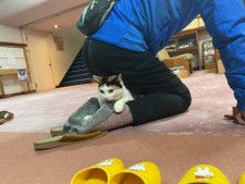 桐屋旅館の看板猫に新たなお仕事　「かかと温め係」に身も心もほっこり