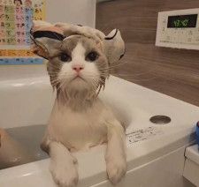 いい湯だにゃ〜　お風呂に入る姿が様になりすぎている猫ちゃん