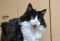 やんのかポーズの一種？「ホォワァオぉぉぉぉ」のセリフがピッタリな猫の写真に「この表情、何度見ても好き」