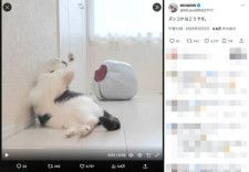 猫型配膳ロボット「ベラボット」がかわいいフェイスポシェットに