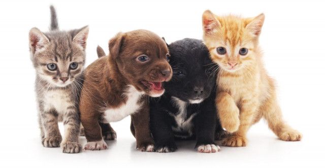 犬＆猫「ペットの名前」人気ランキング2023が発表、1位は？