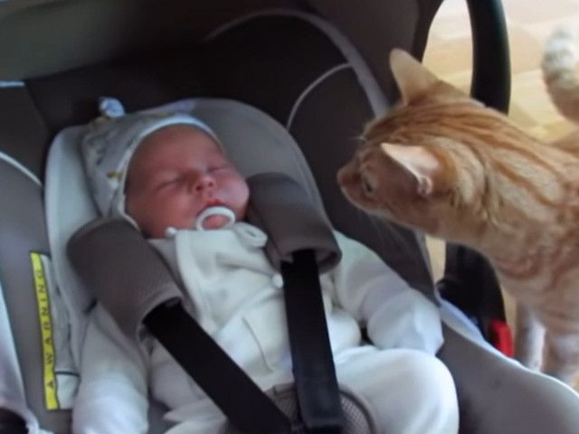 「かわいいニャ〜」　“猫”が初対面の赤ちゃんをじっくり観察する様子に視聴者「とても心が温まる」