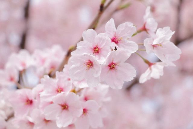 【都道府県】美しい桜の風景、続々！　じゃらん「会いに行きたい一本桜」ランキング発表　1位の見頃は「4月中旬以降」
