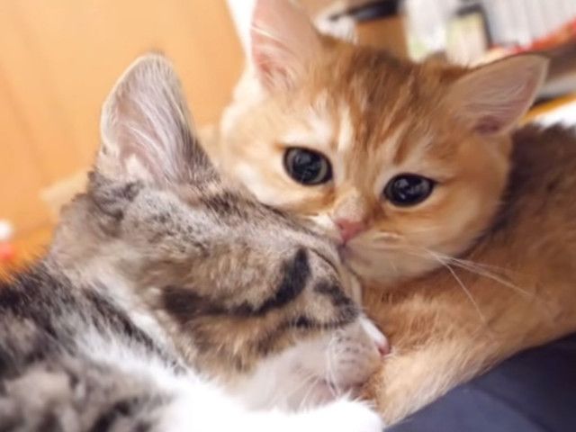 しっぽで遊ばれ続ける子猫…ついに動く！→まさかの“反撃方法”に視聴者メロメロ「言葉にできないほどかわいい」