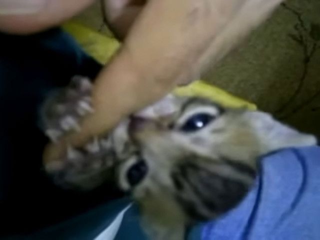 「負けないニャ！」　強気な子猫が大きな“敵”に挑む！→まさかの結末に大反響「かわいすぎて泣いてる」