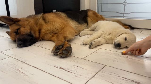 爆睡中の犬たちの前に…いいにおいのおやつが！→「眠気vsおやつ」対決の結末に反響続々「かわいすぎる」「昼寝の達人！」