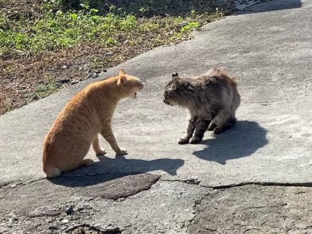 「さすがに草」「かわいいw」　猫2匹のプライドをかけたケンカ勃発→まさかすぎる“結末”に視聴者爆笑
