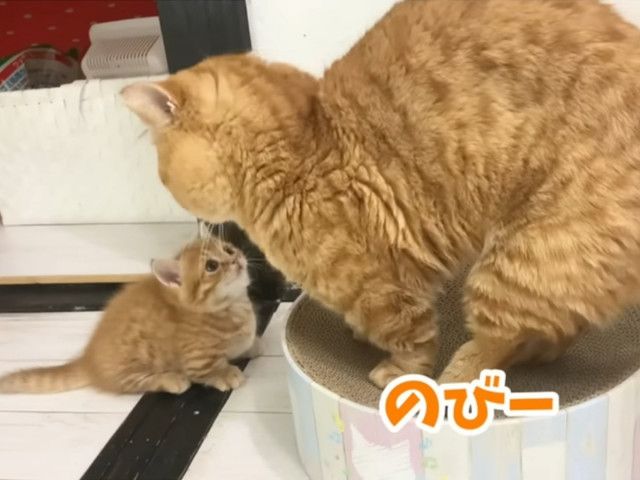 「パパ、どいてー！」「はいよ！」　子猫のお願いにすぐ応えるパパ猫の優しさに反響続々「かわいいの化身」「完璧な親子」