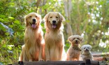 大型犬と小型犬、平均寿命が長いのはどっち？　動物看護師に聞いて分かった「犬の寿命」に影響する要因