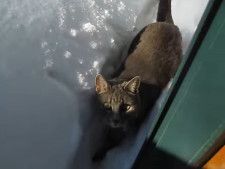 目の前は“雪の山”…どうしても外で遊びたい猫、決死の大ジャンプ！　驚きの声が上がった結末は？【動画あり】
