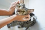 【疑問】どうして猫は「お風呂嫌い」なの？　獣医師に聞いて分かった“シンプルな理由”