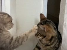 立つ“猫”跡を濁さず？　2匹の猫がケンカ開始→予想外すぎるオチに視聴者爆笑「しっかり閉めてて草」「好きw」