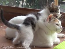 称賛された「母猫」の行動は？