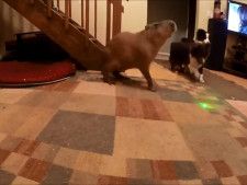 「なんか楽しそうなことしてる…」　犬たちと遊びたい…けど相手にされないカピバラの“哀愁”に反響「キュンキュンする」