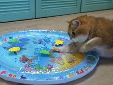 猫さんの表情に注目！