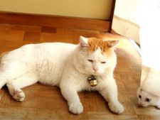 微動だにしない…かと思ったら！