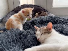 ママ猫がウトウトする横で…