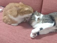 「気持ちいいニャ〜…」と思っていたら！