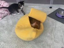 バナナのベッドが気になる！？